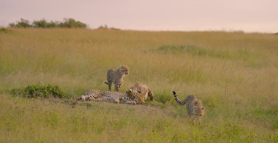 Cheetah cubs play and wrestle with an adult lying in the grass