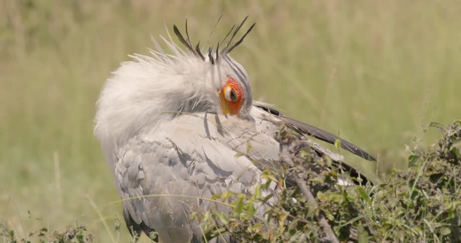 Secretary bird is preening itself