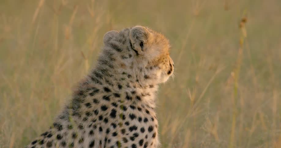 A cheetah is sitting in some grass watching something off camera