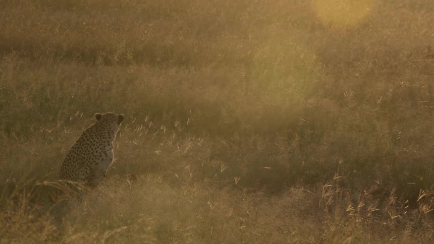 Cheetahs rest in grass