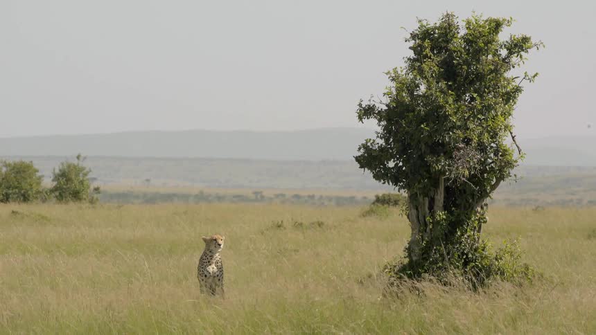 Cheetah sitting in a grassy field next to a tree