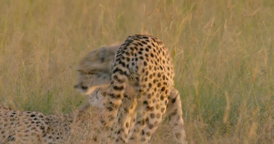 Cheetahs lie in a grassy field