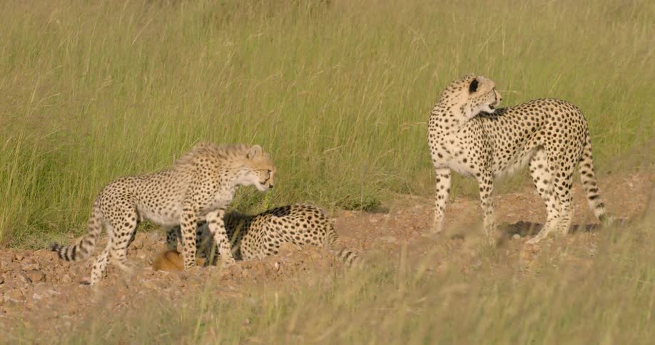 Cheetahs rest in grass