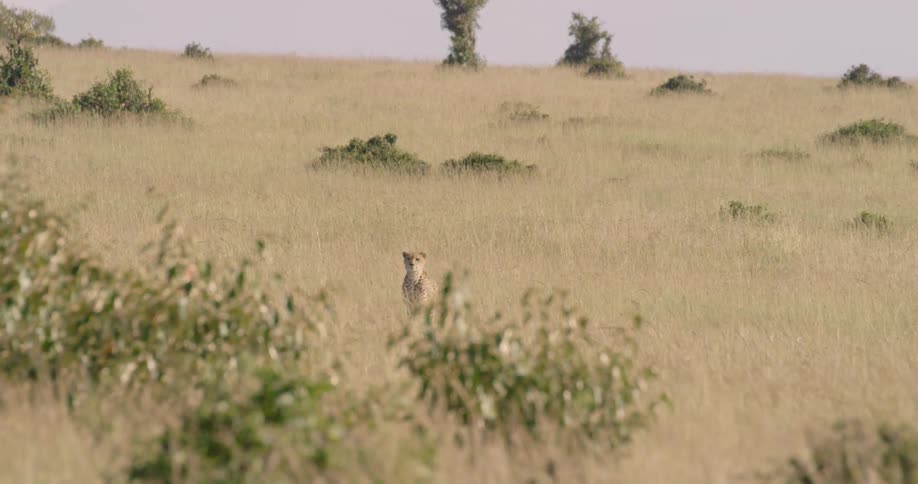 A cheetah is walking through grass towards the camera