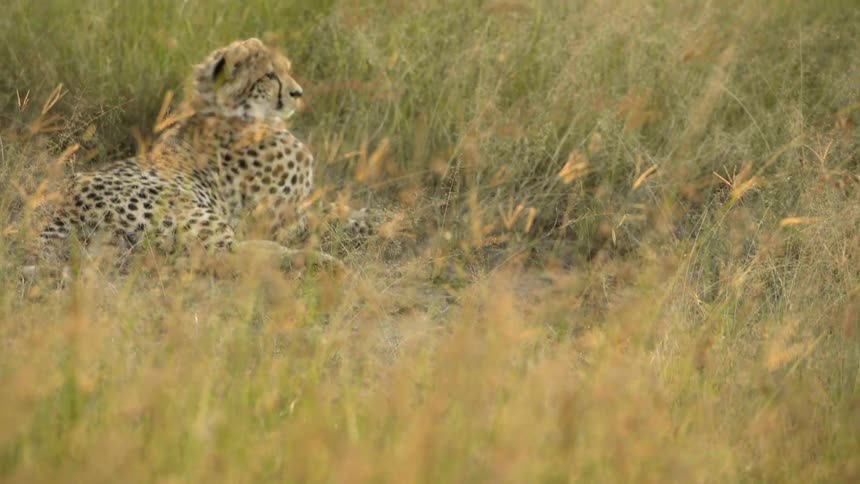 Cheetah rests in grass