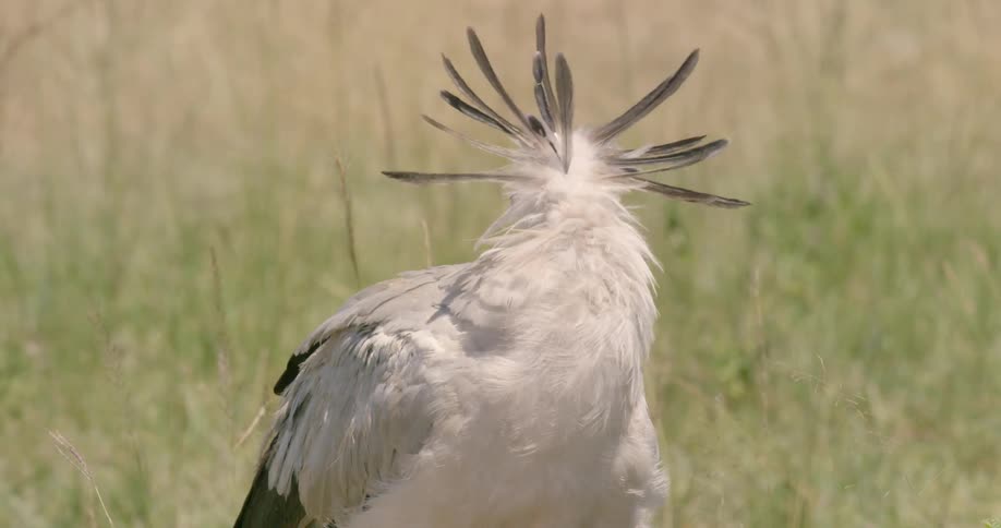A secretary bird preens in a grassy field