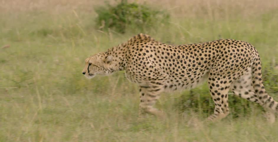 Cheetah stalks through grass