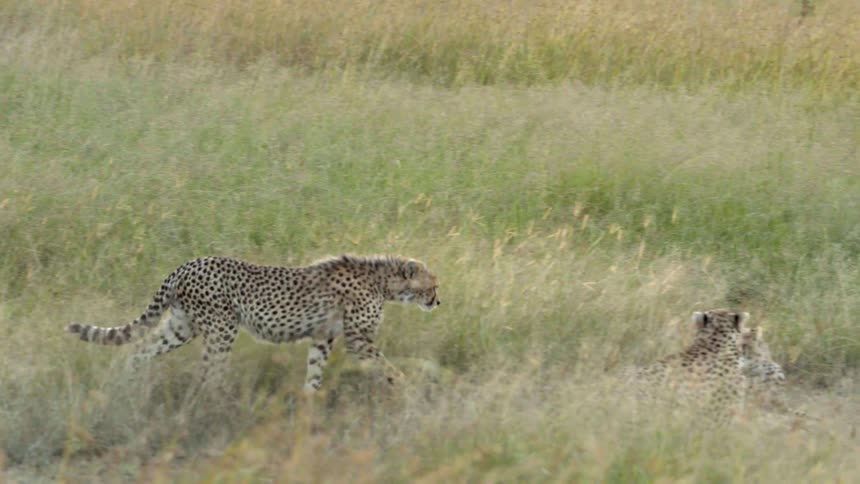 A cheetah walks over and nuzzles two other cheetahs