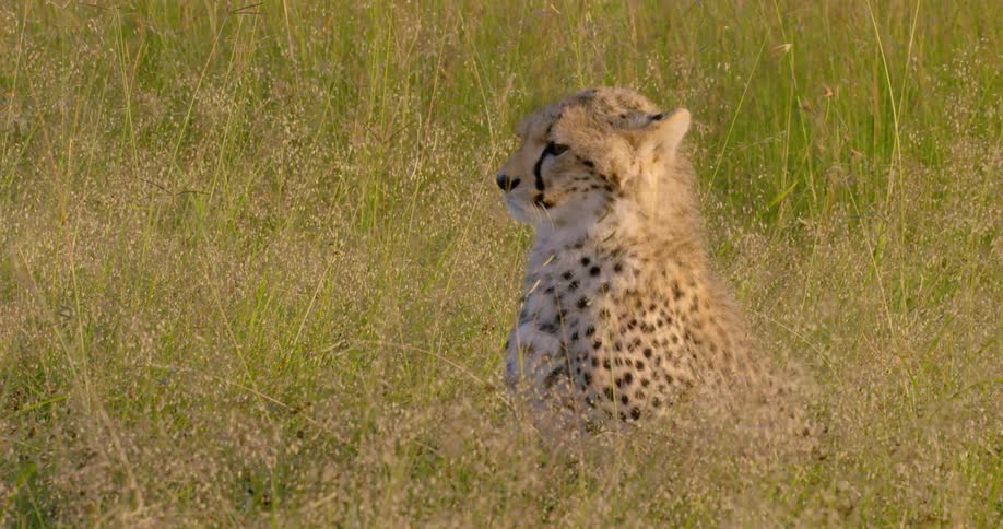 A cheetah is sitting in some tall grass looking around