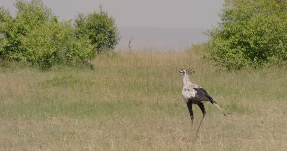 A secretary bird is walking towards the beach