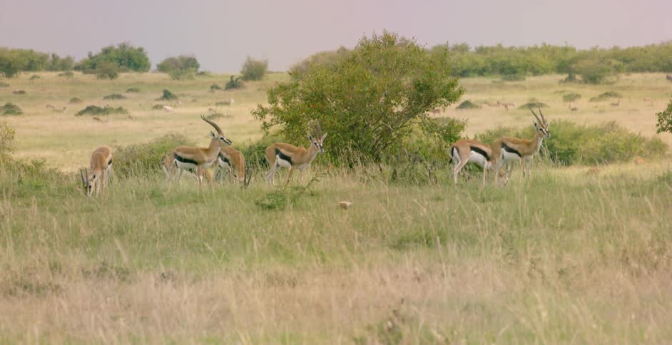 Thomson's gazelle stand on a savannah