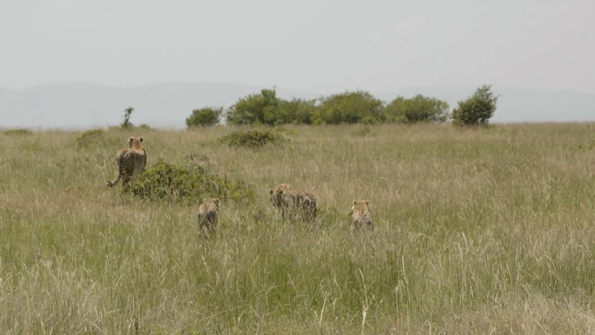 Cheetahs walk in a grassy field