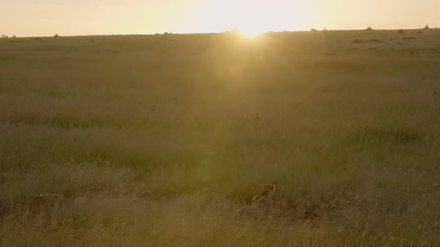 A group of cheetahs watch the sun set in the distance