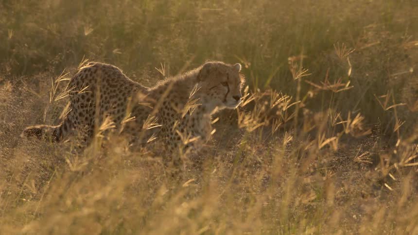 Cheetah walks through a field of weeds