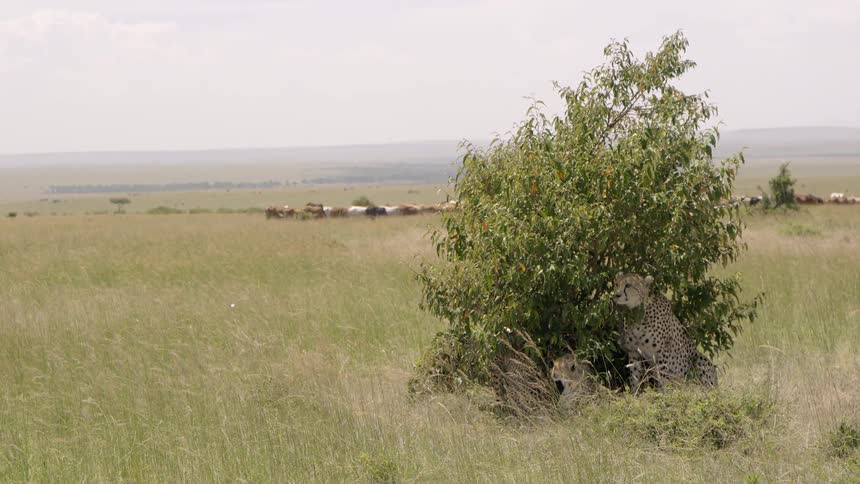 A cheetah and cubs are resting beneath a bush while a herd grazes behind them
