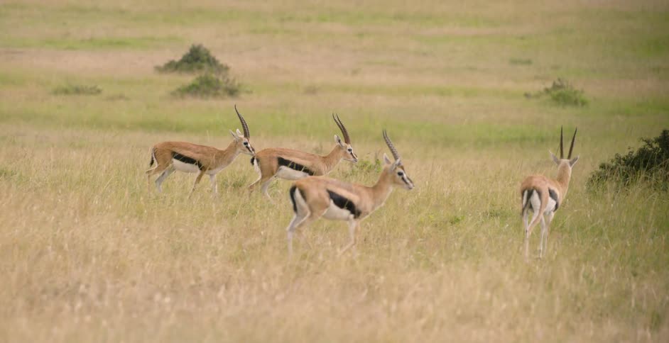 Thomson's gazelle walk in a grassy field