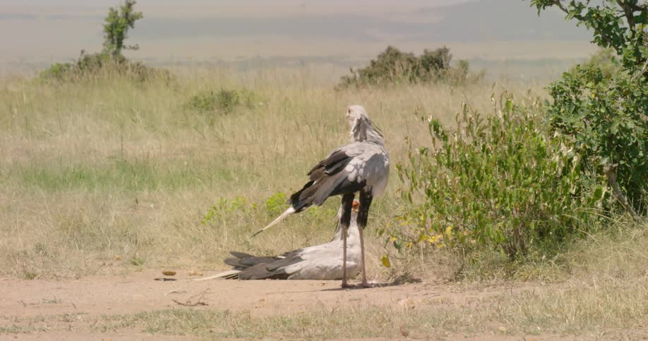 Secretary birds are near a bush together