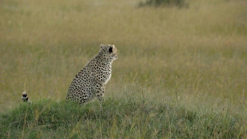 A cheetah is sitting and watching the savanna around him