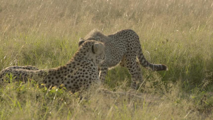 A group of three cheetahs are together under the sun