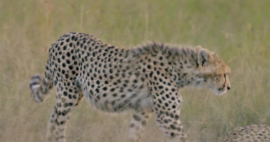 A cheetah is walking around with another cheetah