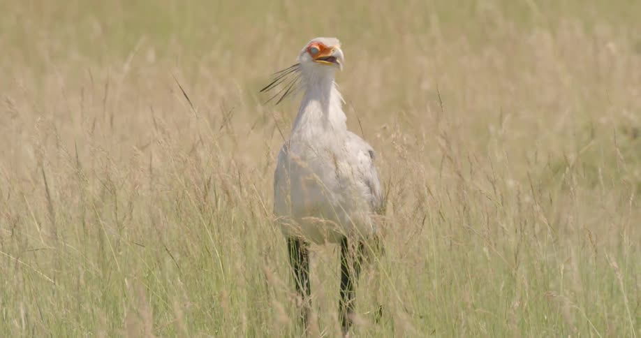 Secretary bird opens and closes its mouth as it picks in the dirt eating