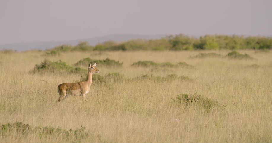 Impala stands in tall grass