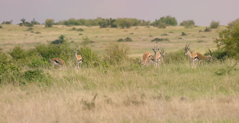 Thomson's gazelle stand and graze in tall grass