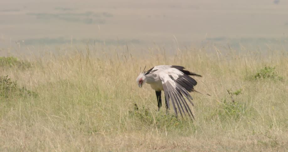 A secretary bird walks in a grassy field