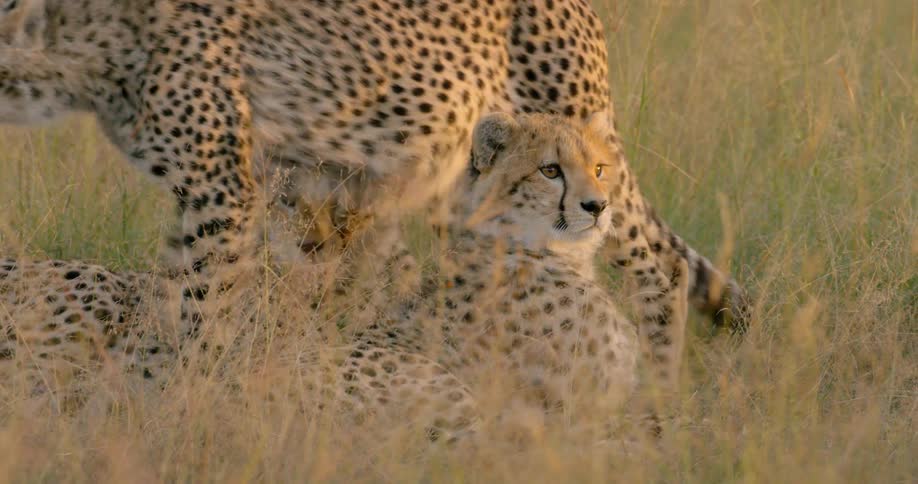 Cheetahs are hanging out together in the grass