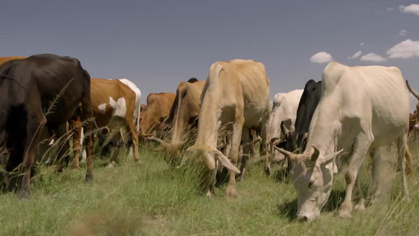 A herd of cows grazing