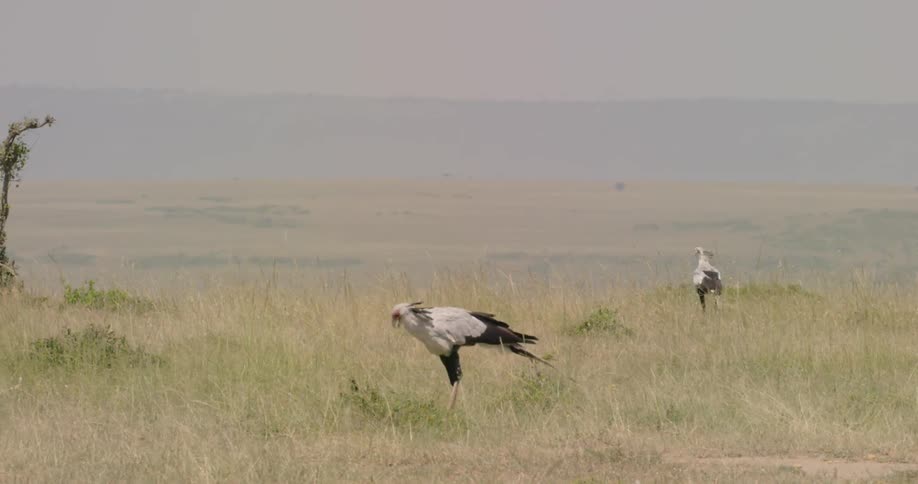 Secretary birds walk in a grassy field