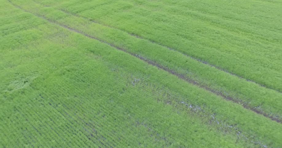 Rows of green crops fill a farm field