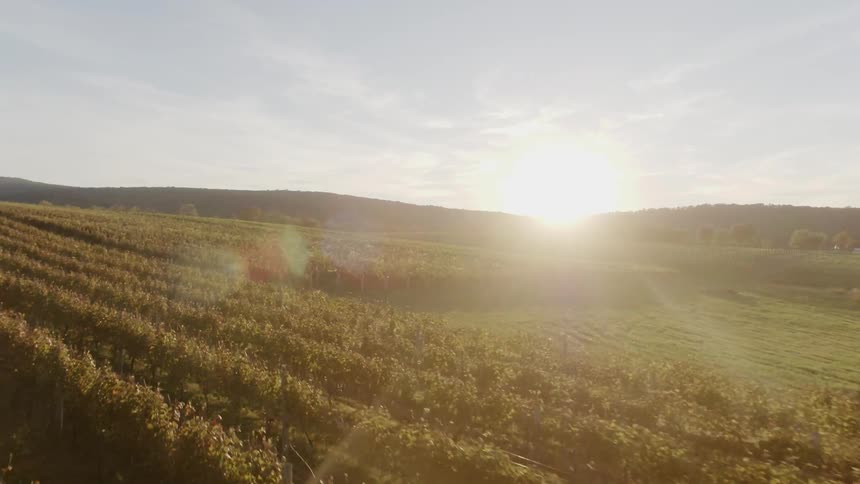 A field of grain at sunset
