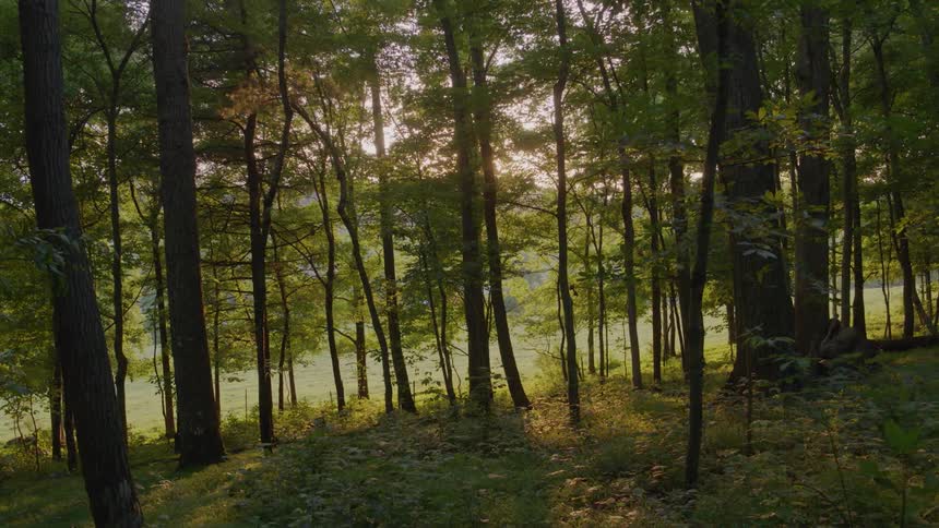 The forest is on a hill with the sun shining in