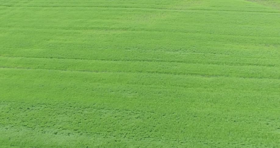 Lines are visible in a freshly mowed field