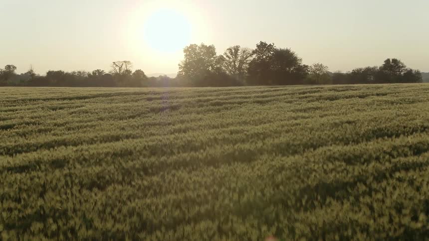 The sun shines over a grassy field