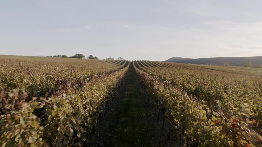 A grape vineyard is being walked through