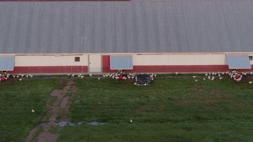Chickens run and mill about outside a hen warehouse on a farm