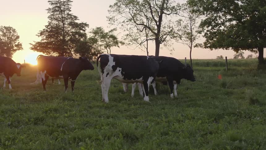 Dairy cows are standing in a pasture at sunset