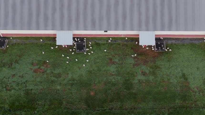 The animals are gathered around the large farm building