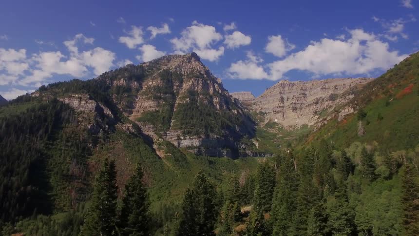 A bright green lush forest is framed by a mountain in the background