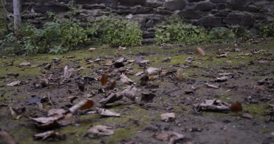 The wind blows a bunch of leaves on the field