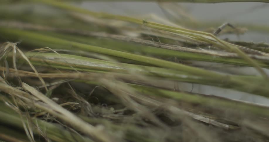 Up close of palm leaves