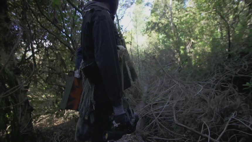 Person standing in a dense forest on a sunny day