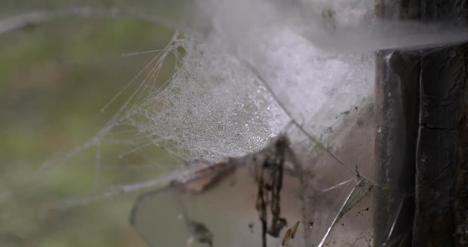 A thick spider web is blowing around in the wind