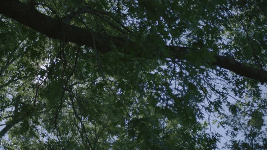 Leaves and branches on a tree are swaying in the breeze