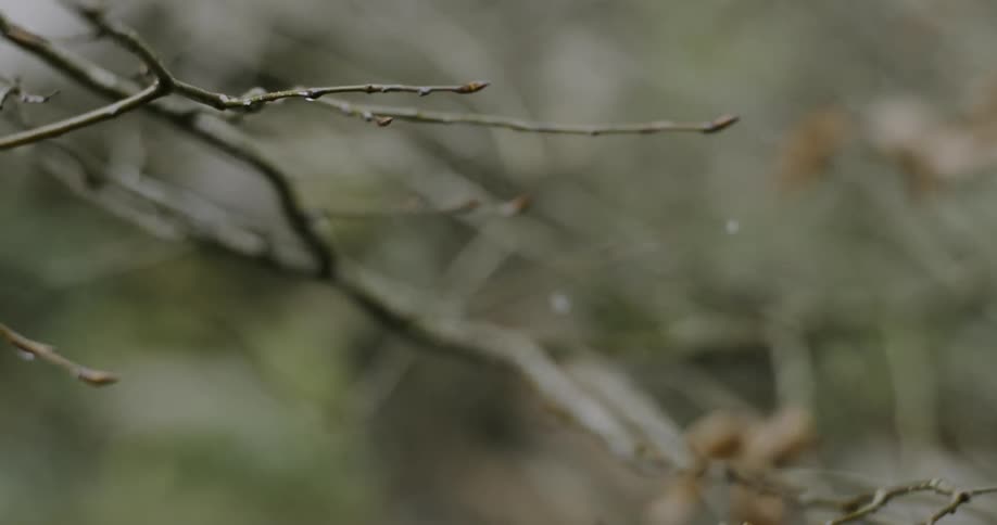 Water drips off of a tree branch