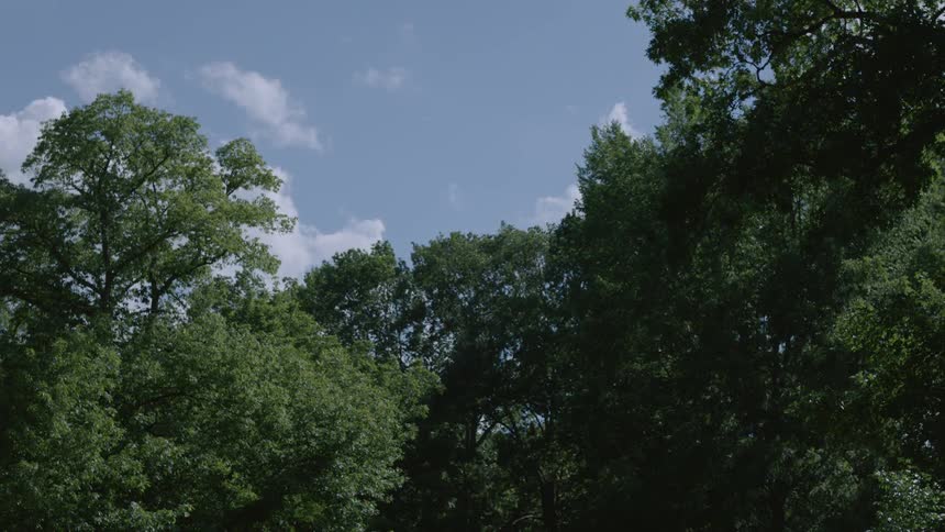 The wind blows the tops of trees on a sunny day
