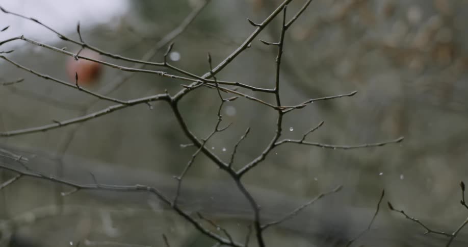 Water drops are falling from branches