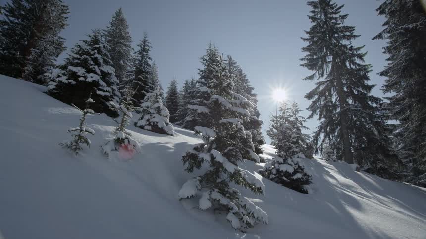 The sun is shining on a mountain slope and pine trees covered in snow